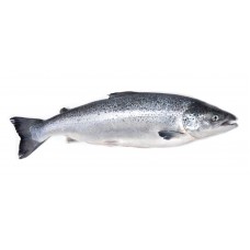 Somon Balığı Temizlenmiş Donuk (3-4 kg adet) 25 kg